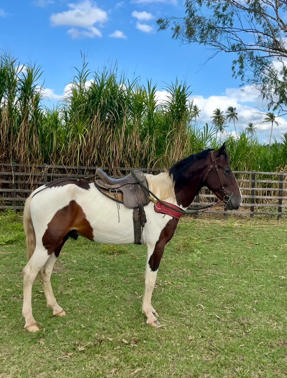 Cavalo Campolina PO Pampa de Castanho - Foto 2