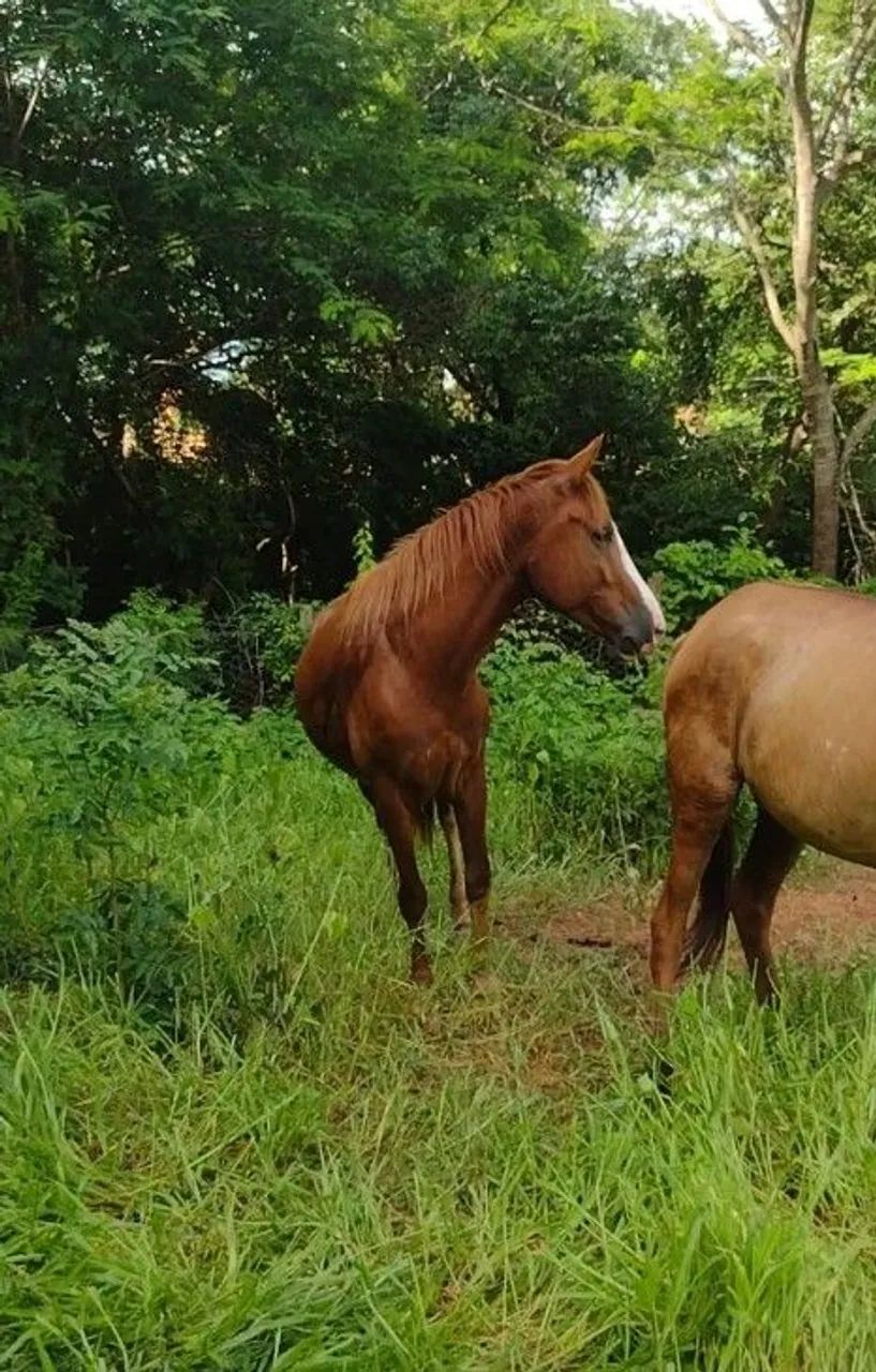 Cavalo  - Foto 3