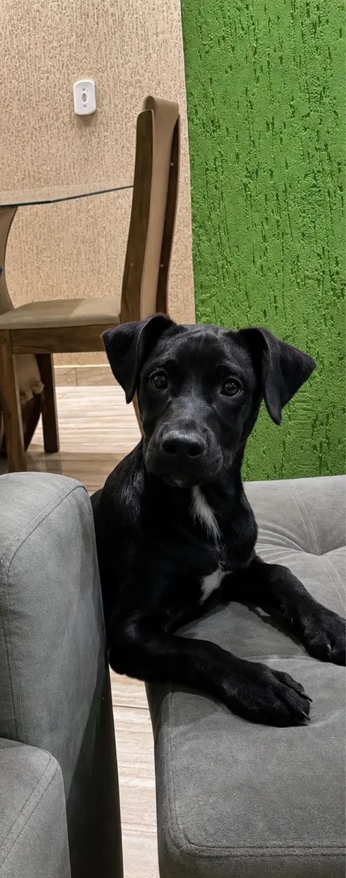 Doação Responsável  - Foto 4