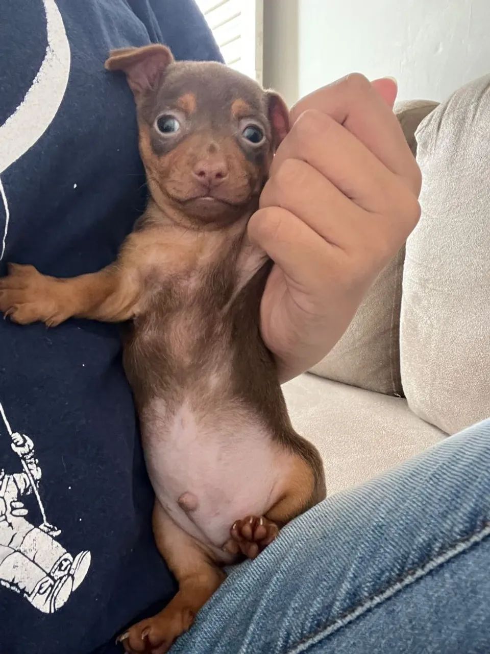 Cachorro  - Foto 3