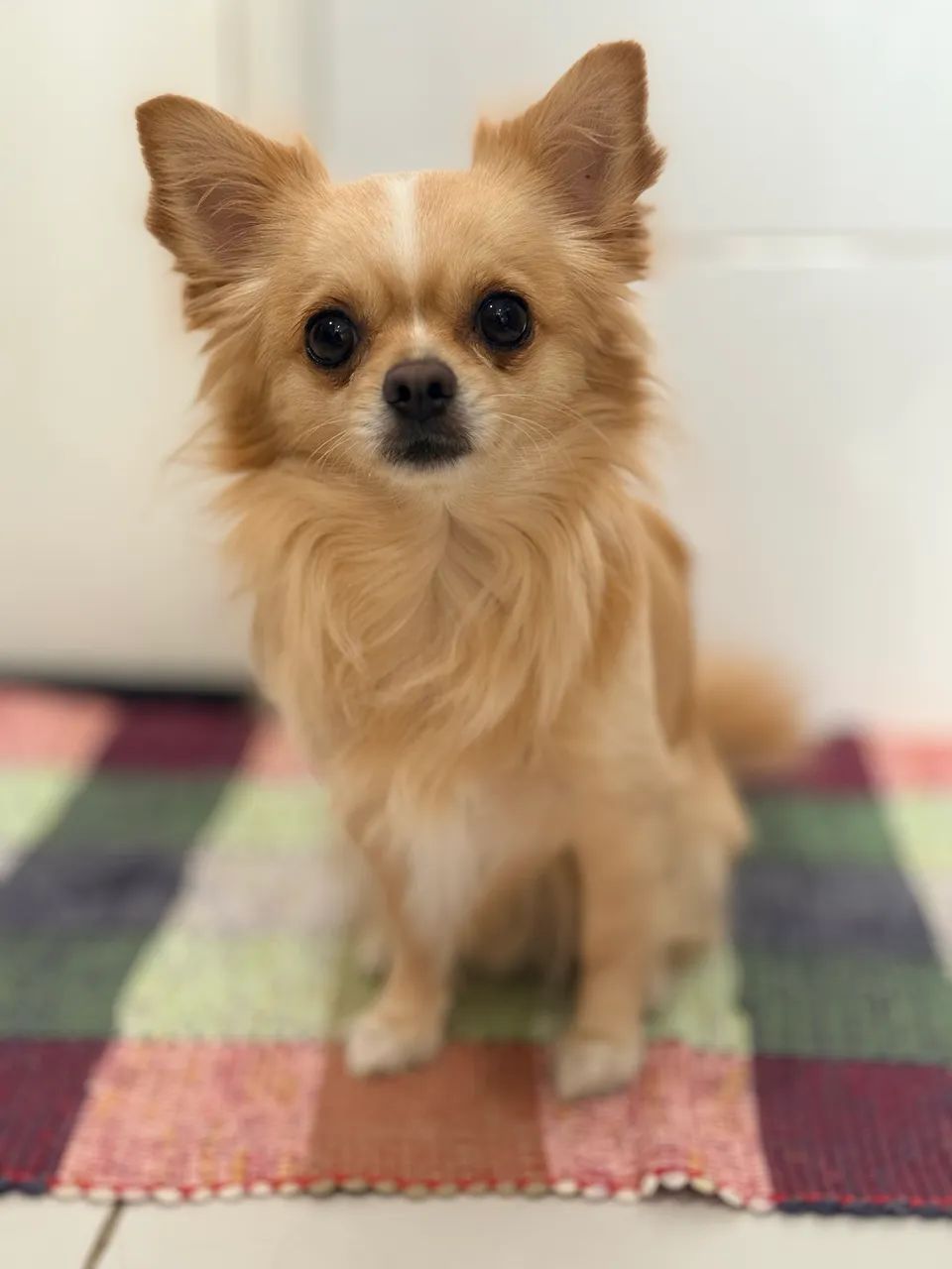 Cachorro  - Foto 3