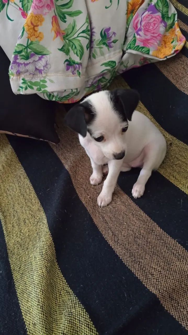 Pinscher  - Foto 2