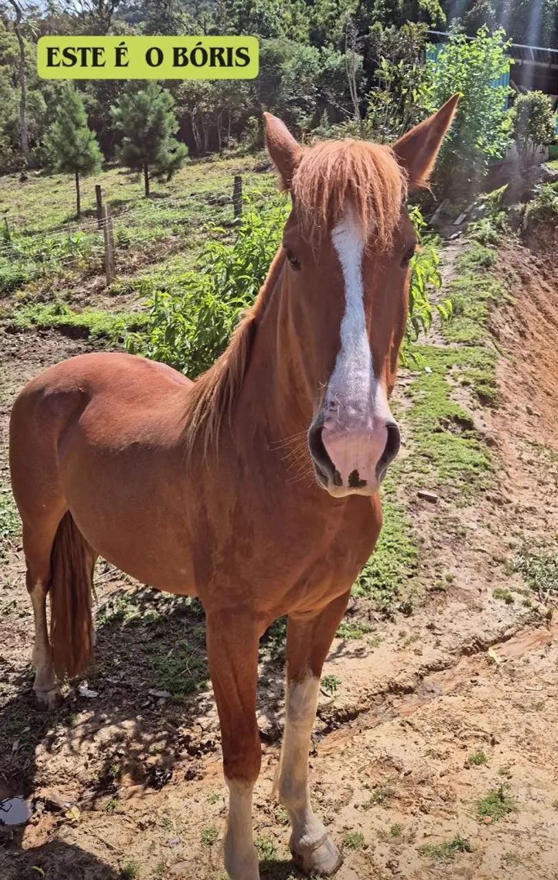 Vendo cavalo - Foto 2