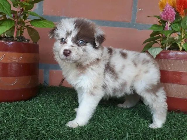 Lindos Border Collies Disponíveis - Saudáveis, Vermifugados e com V10