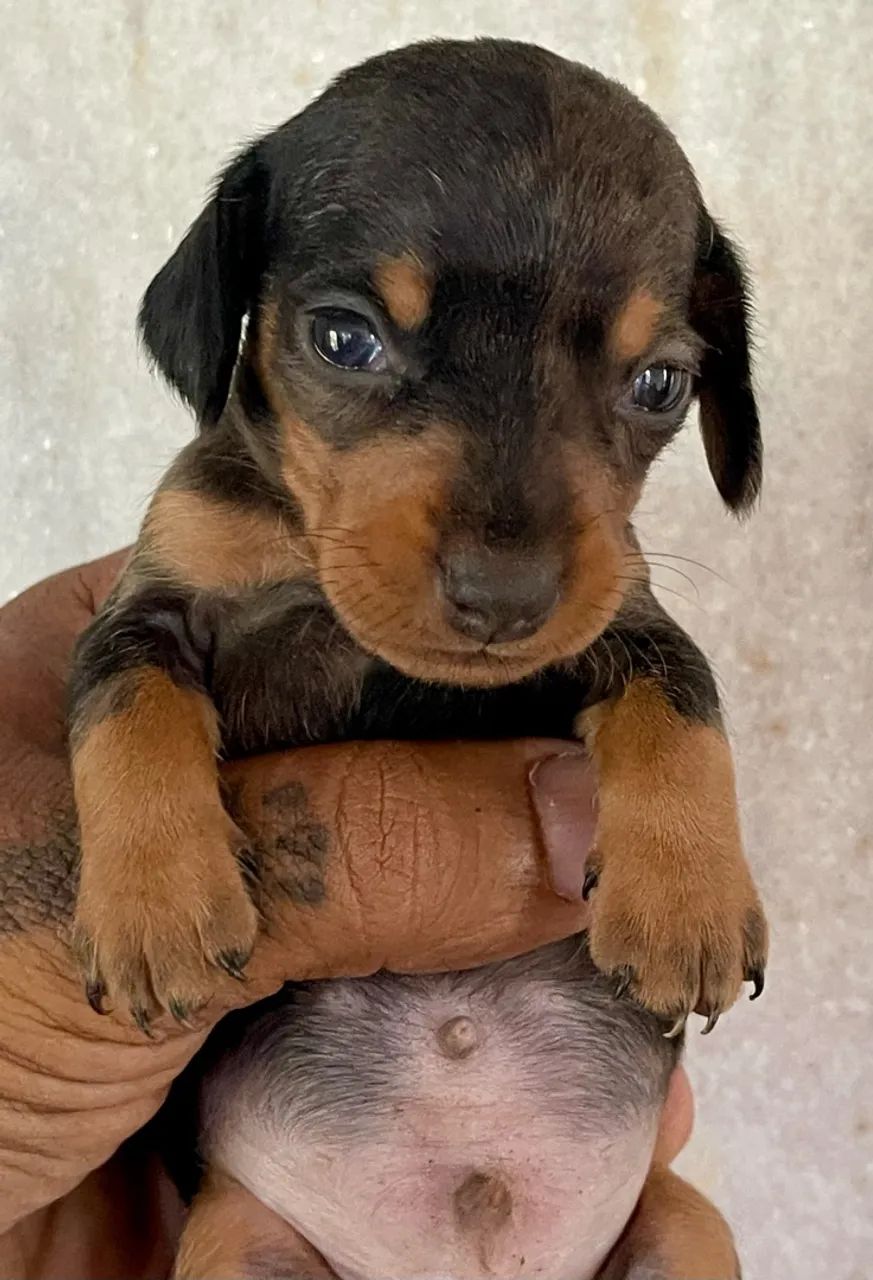 Cachorro  - Foto 2