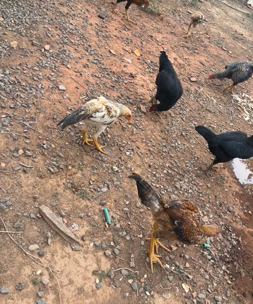 Frango caipira  - Foto 2