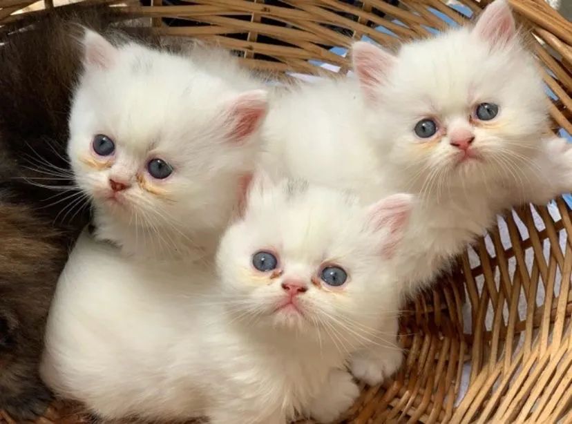 Lindos Gatos Persas Disponíveis 