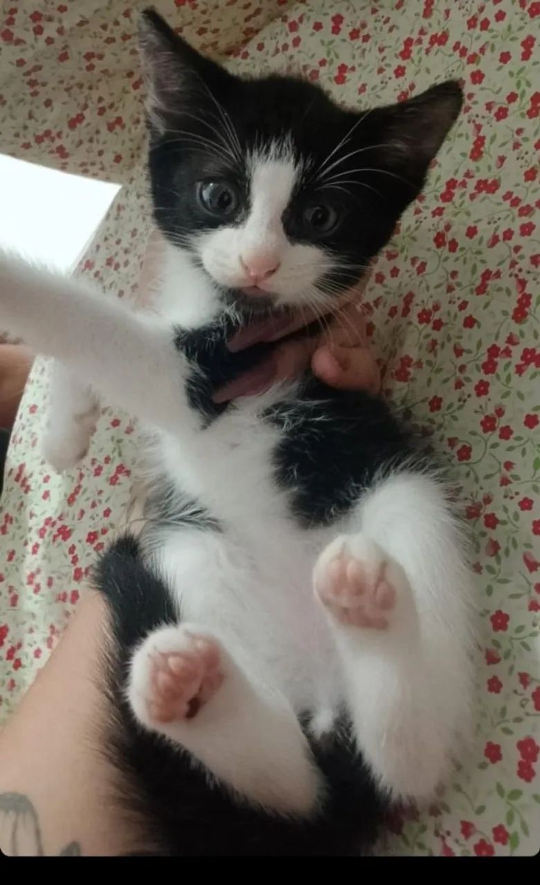 Gato para adoção  - Foto 3