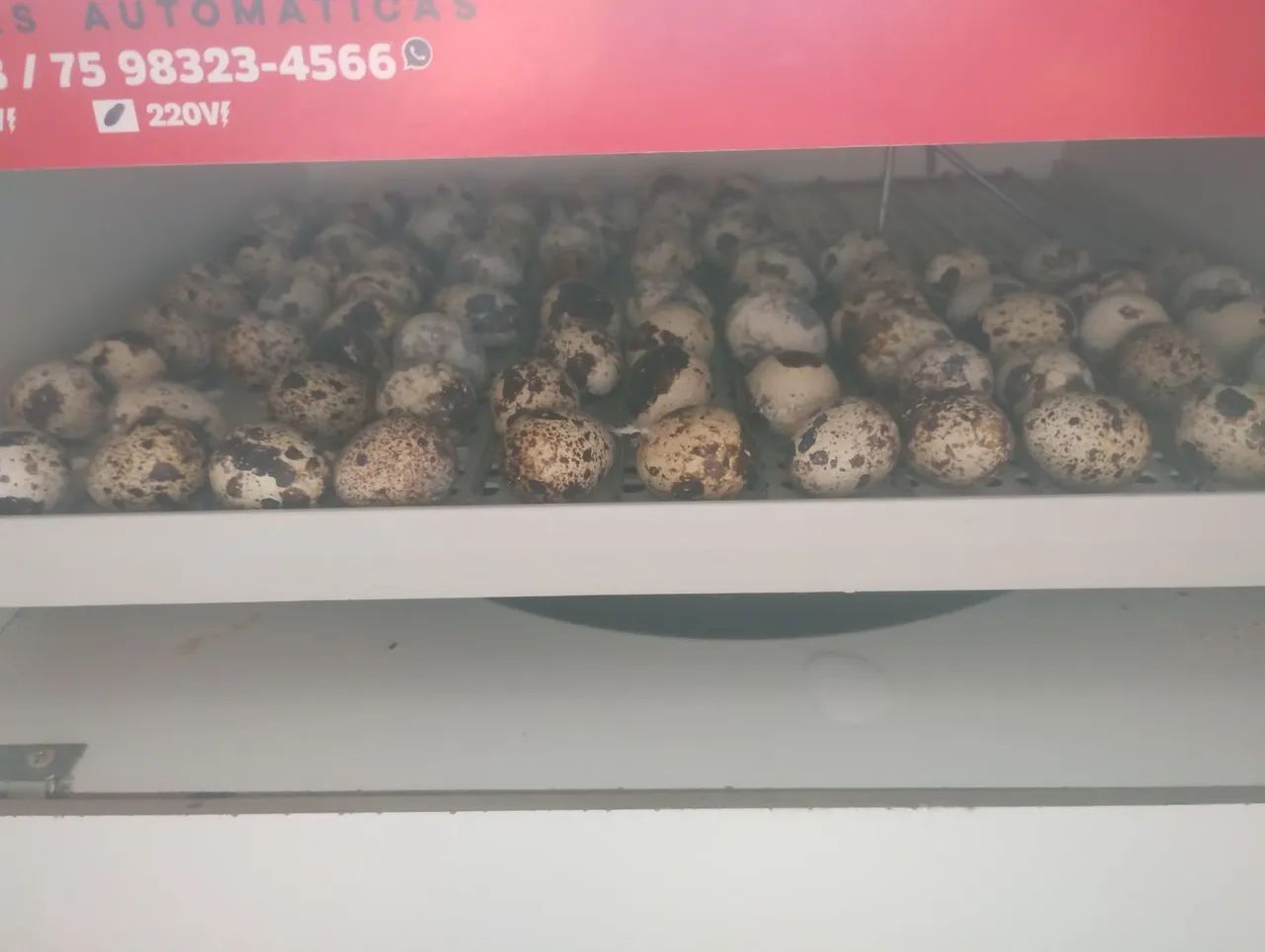 Codorna japonesa  - Foto 4