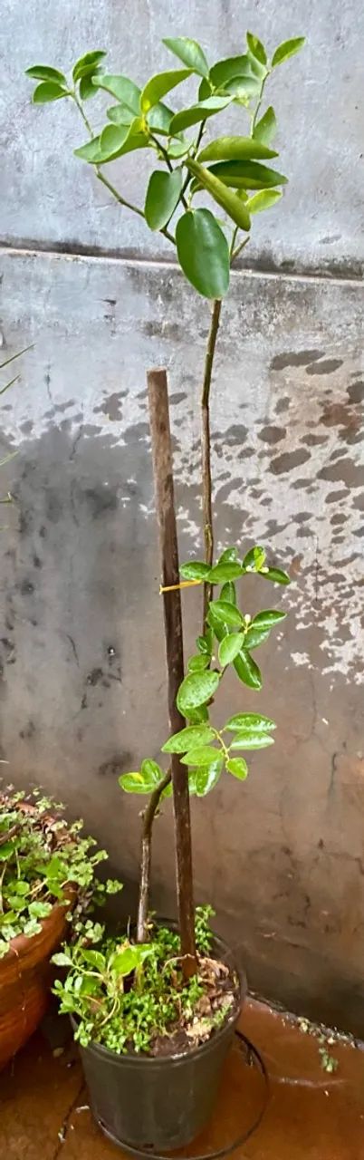 Frutífera produzindo - Foto 2