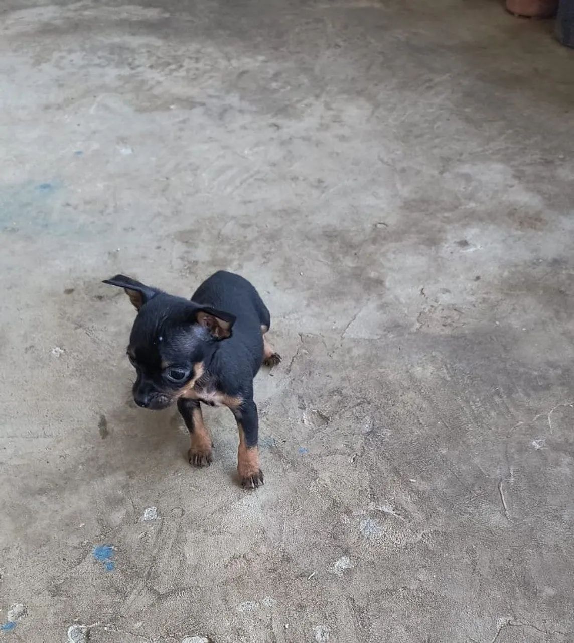 Filhotes de pinscher zero - Foto 5