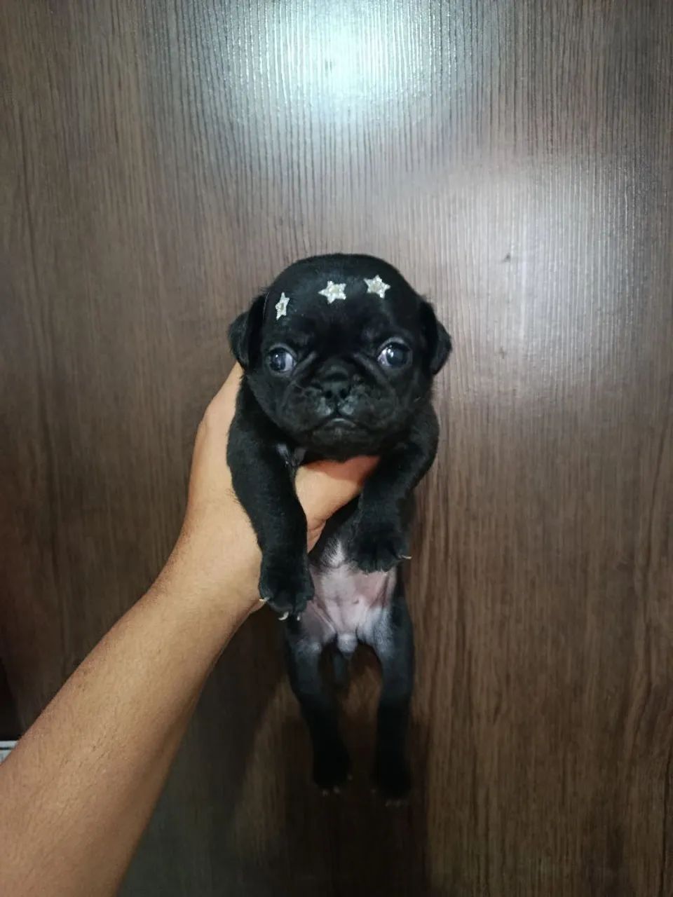Pug fêmea  - Foto 2