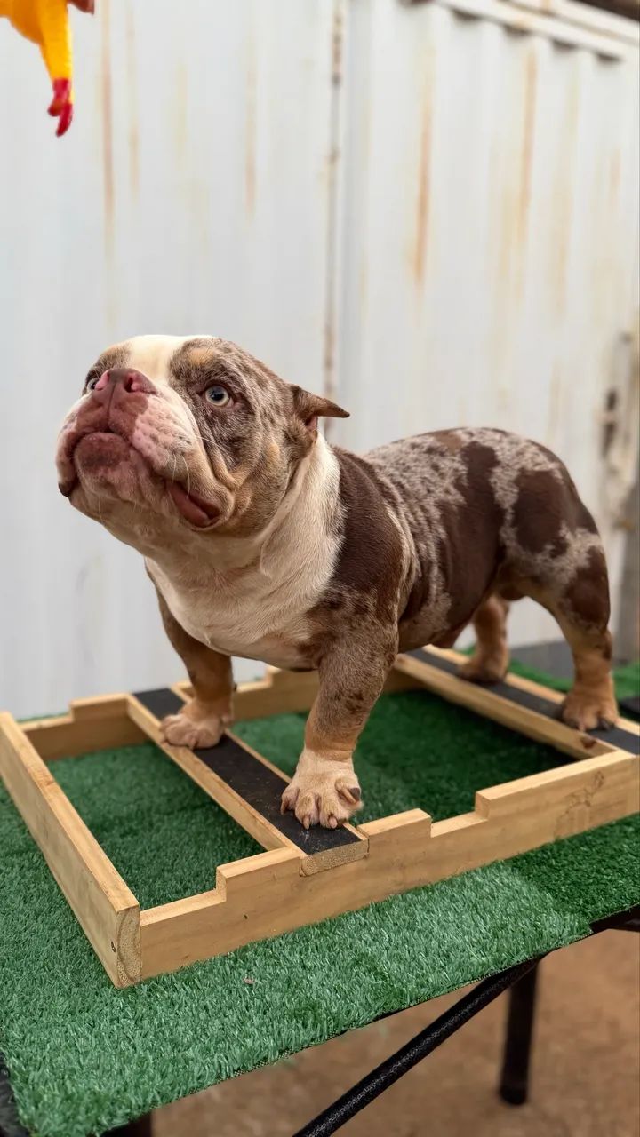 American Bully para cruza/cobertura - Foto 4