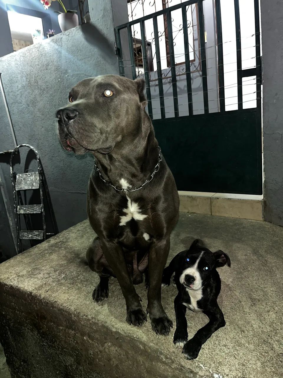 Filhote pitbull  - Foto 5