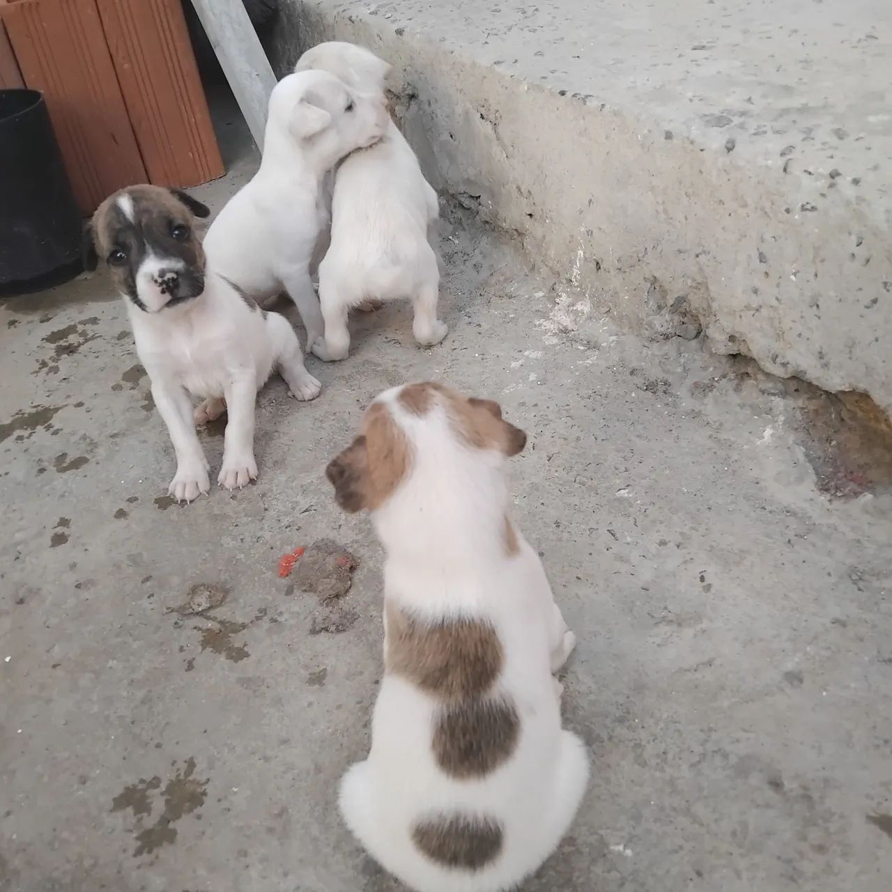 Cachorros para doação  - Foto 4