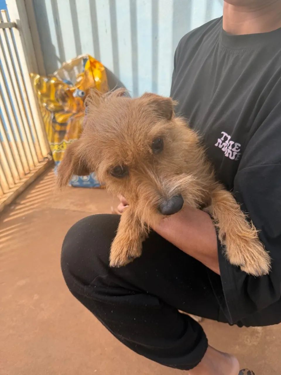 Cachorro - Foto 3
