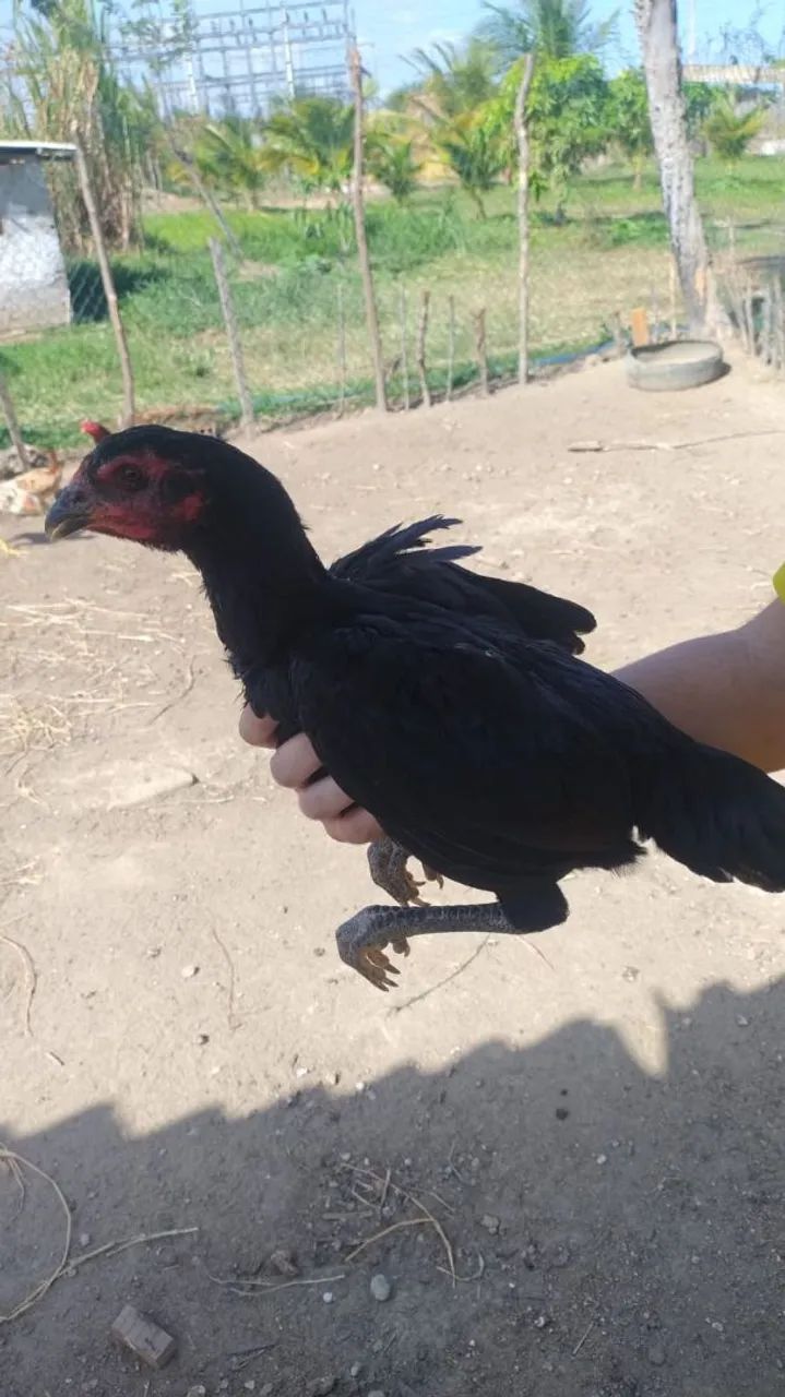 Franga