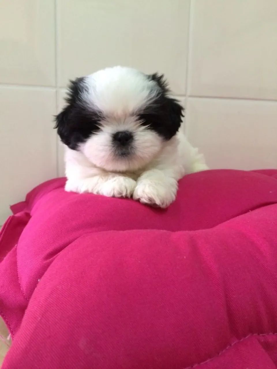 Filhote de cachorro shih tzu/shitzu dócil saudável dócil e dócil