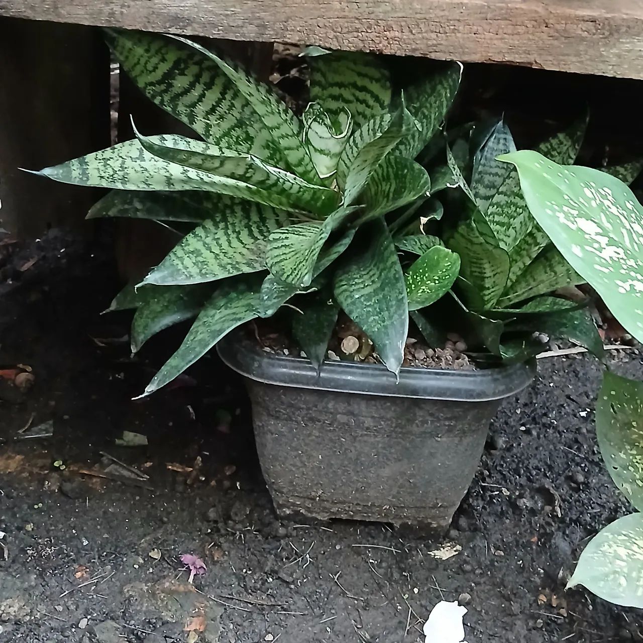 Plantas - Foto 2