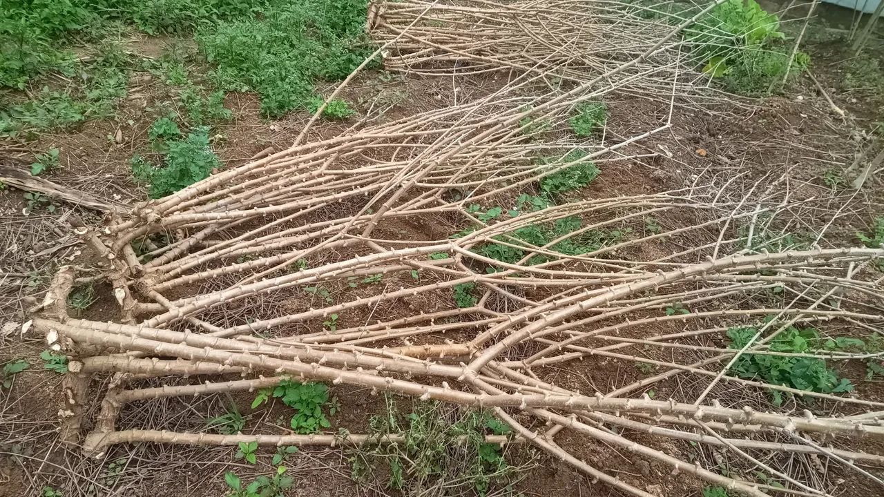 Rama de aipim 