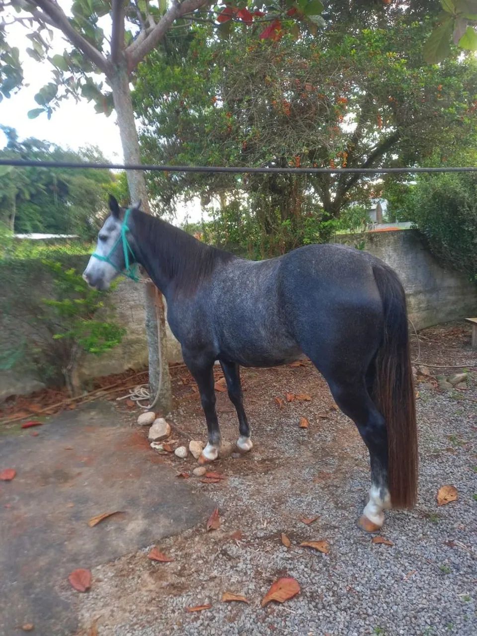 Vendo cavalo tordilho quarto de milha  - Foto 2