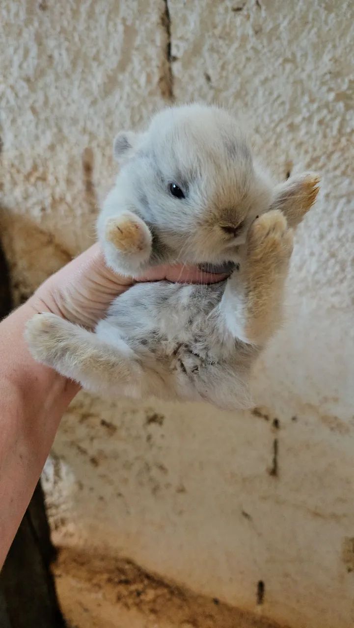 Coelho pet  - Foto 6