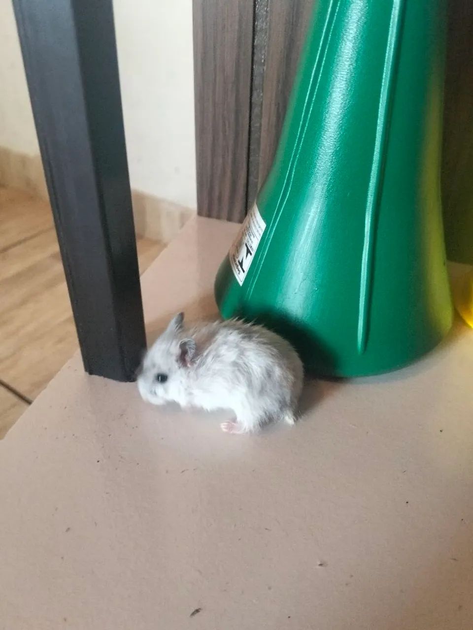 Hamster  - Foto 2