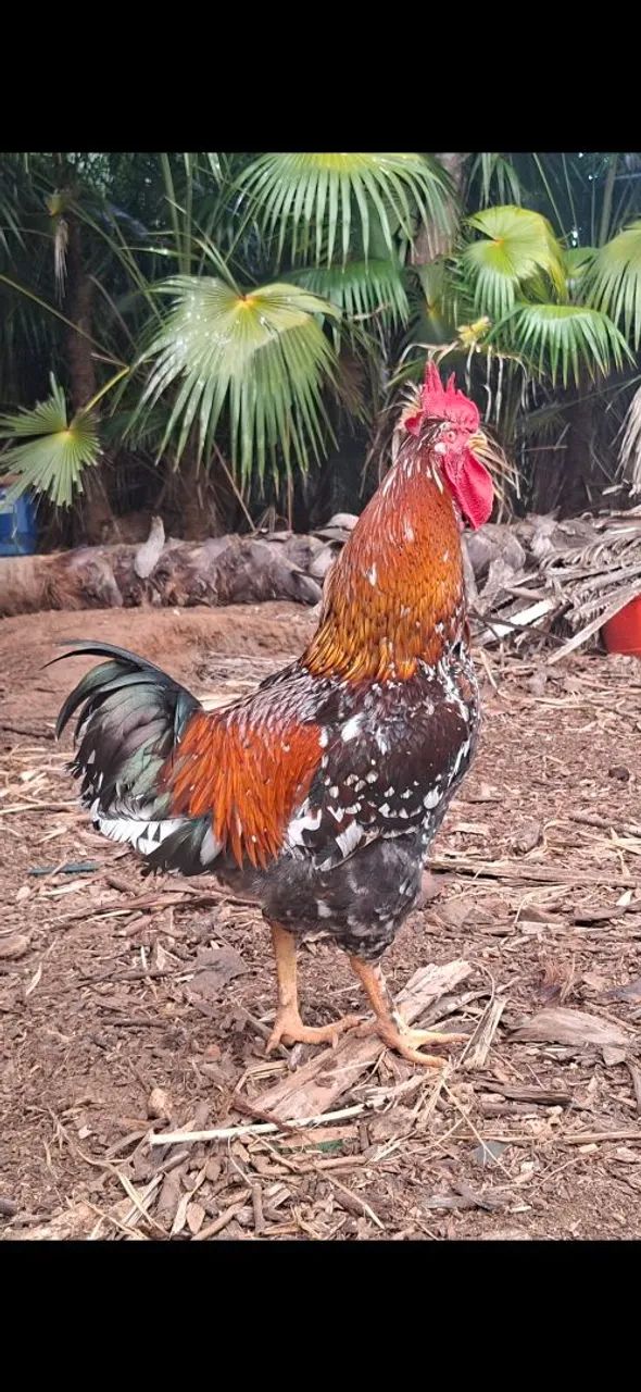 Galinga sertaneja balão gsb - Foto 5