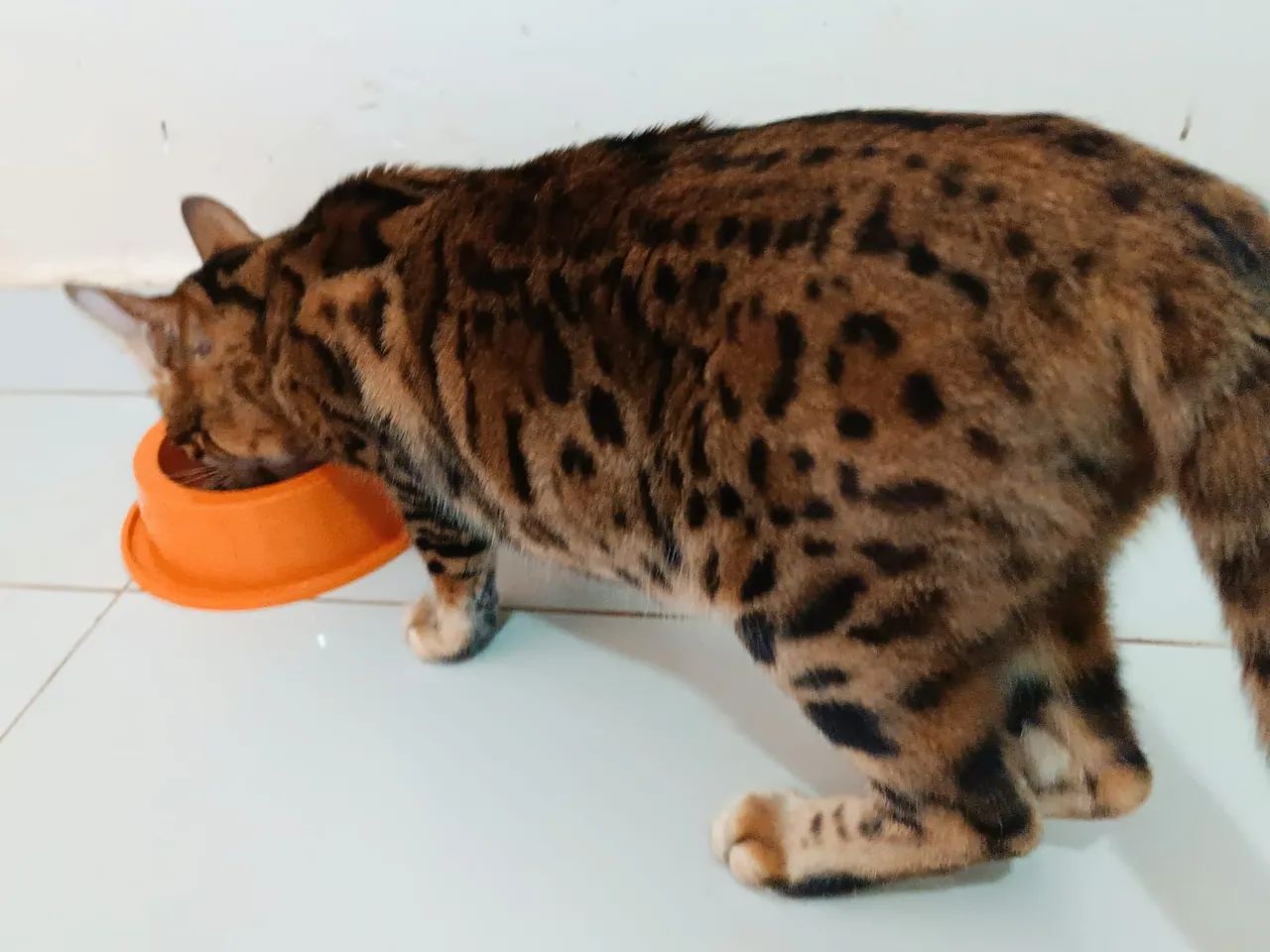 Gata bengal - Foto 3
