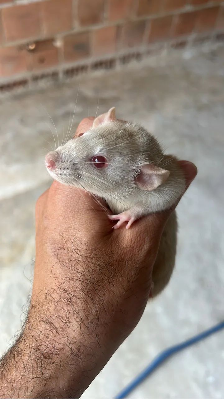 Vendo Rato Twister - Foto 2
