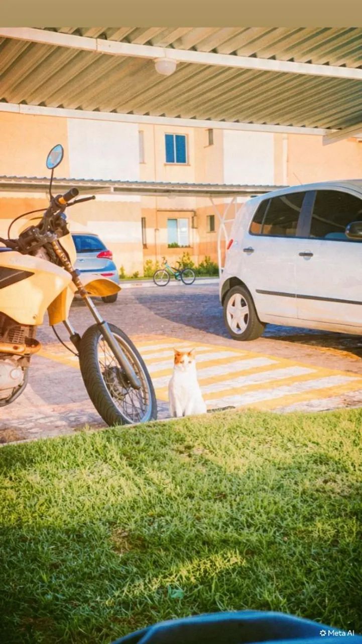 Linda gata para adoção - Foto 4