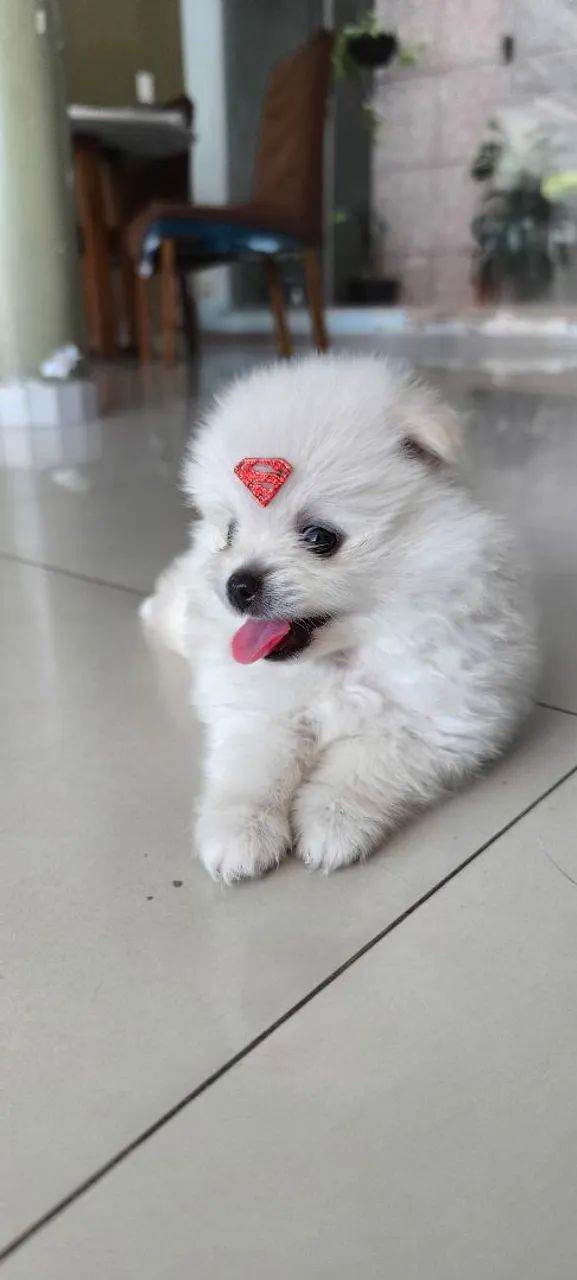 Spitz alemão anão 