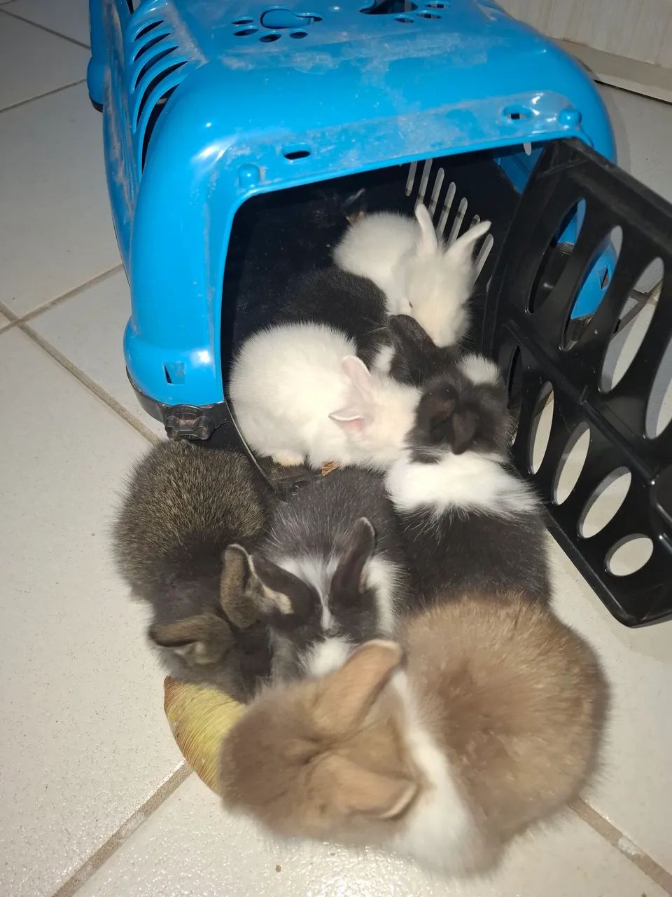Filhotes de coelho Mini Lion - Foto 4