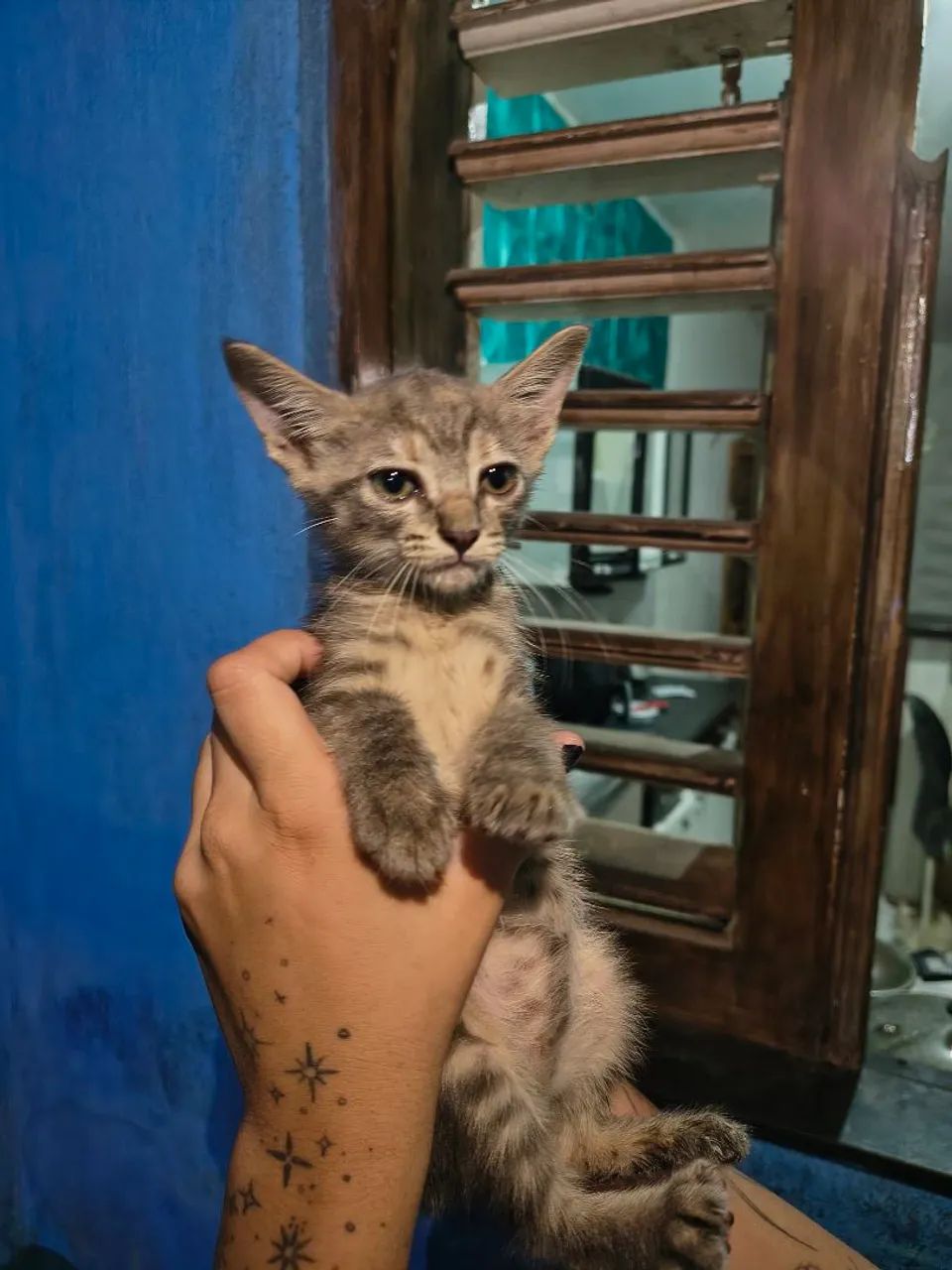 Gatinho RAJADO para adoção  - Foto 2