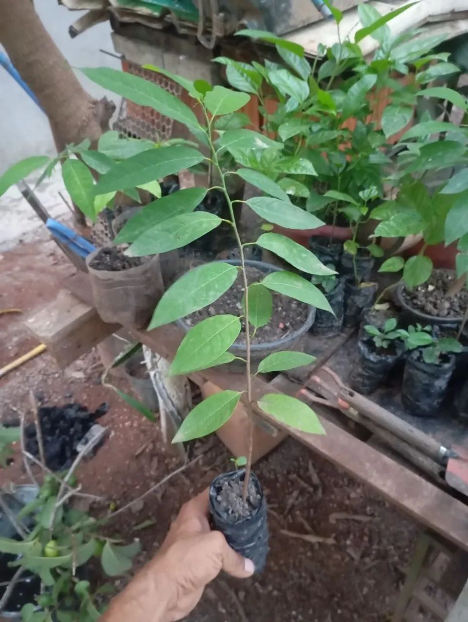 Mudas de plantas  - Foto 5
