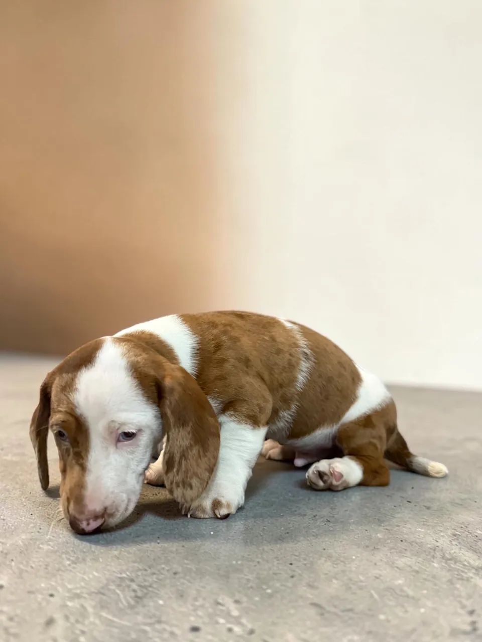 Daschund disponível  - Foto 5
