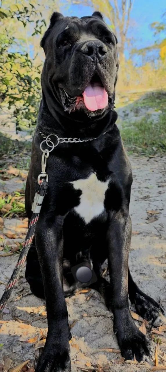 Filhote de cane corso  - Foto 3
