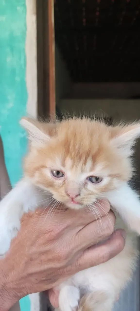 Gatos angora  - Foto 4