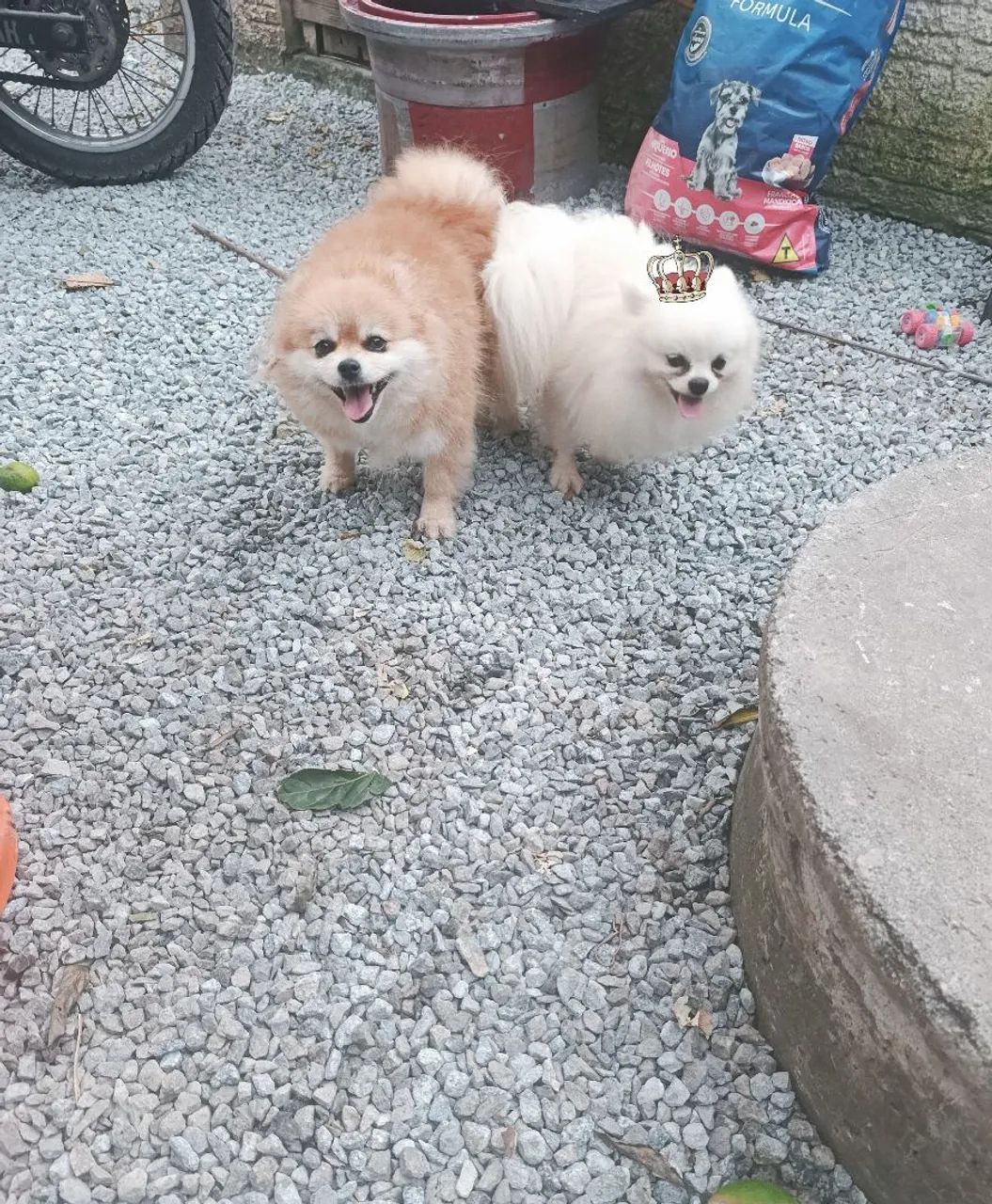 Lulu da Pomerânia  - Foto 3