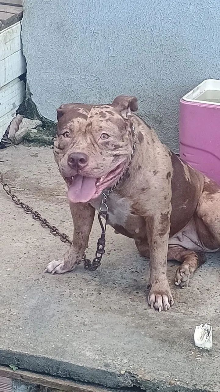 Cadela disponível  - Foto 2