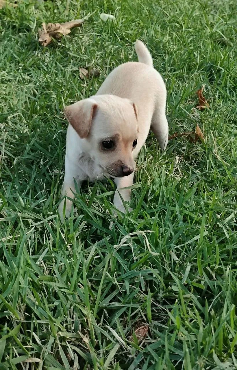 FEMEAS Pinscher 1 - Foto 3