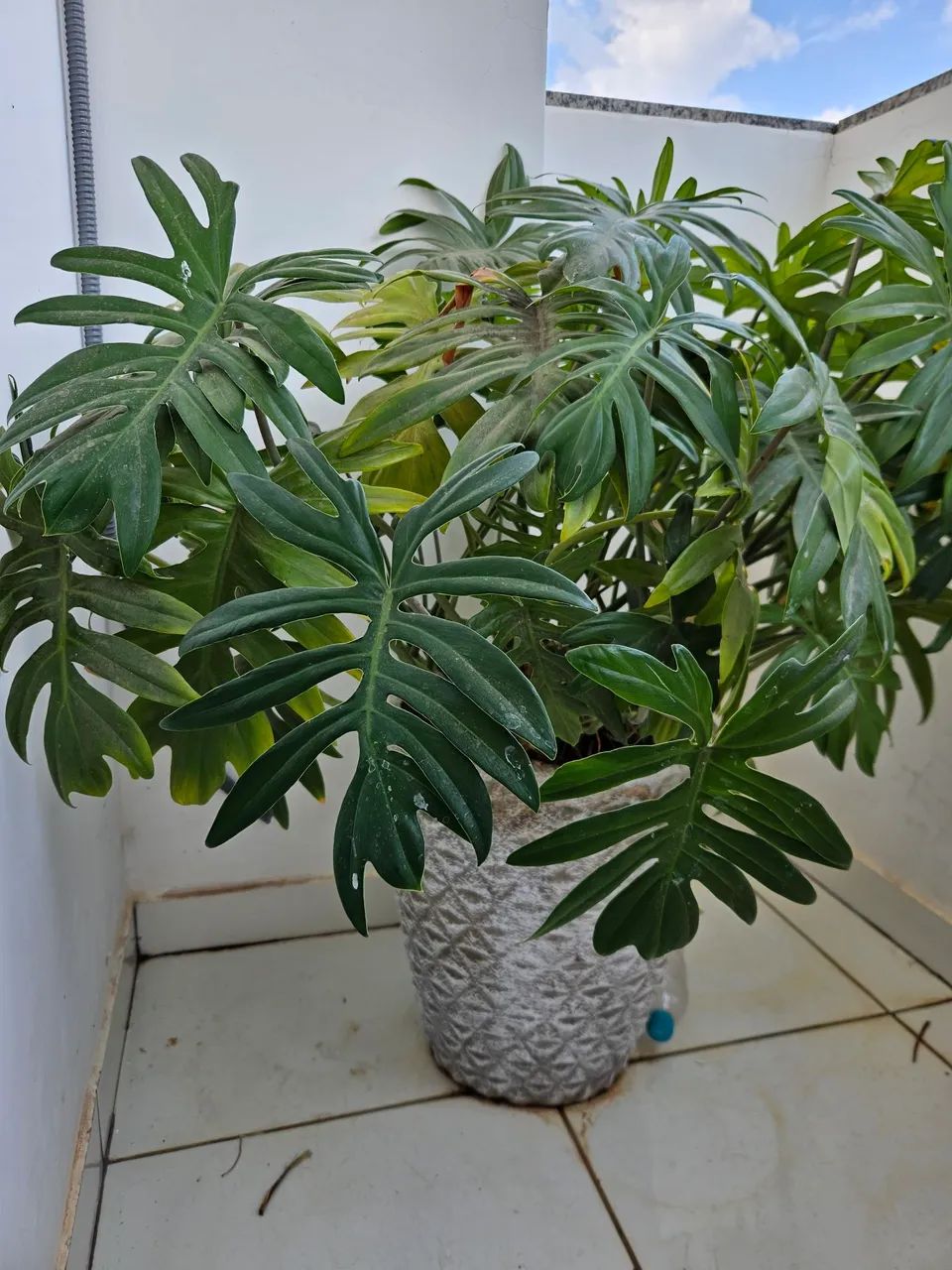 Vasos com plantas.