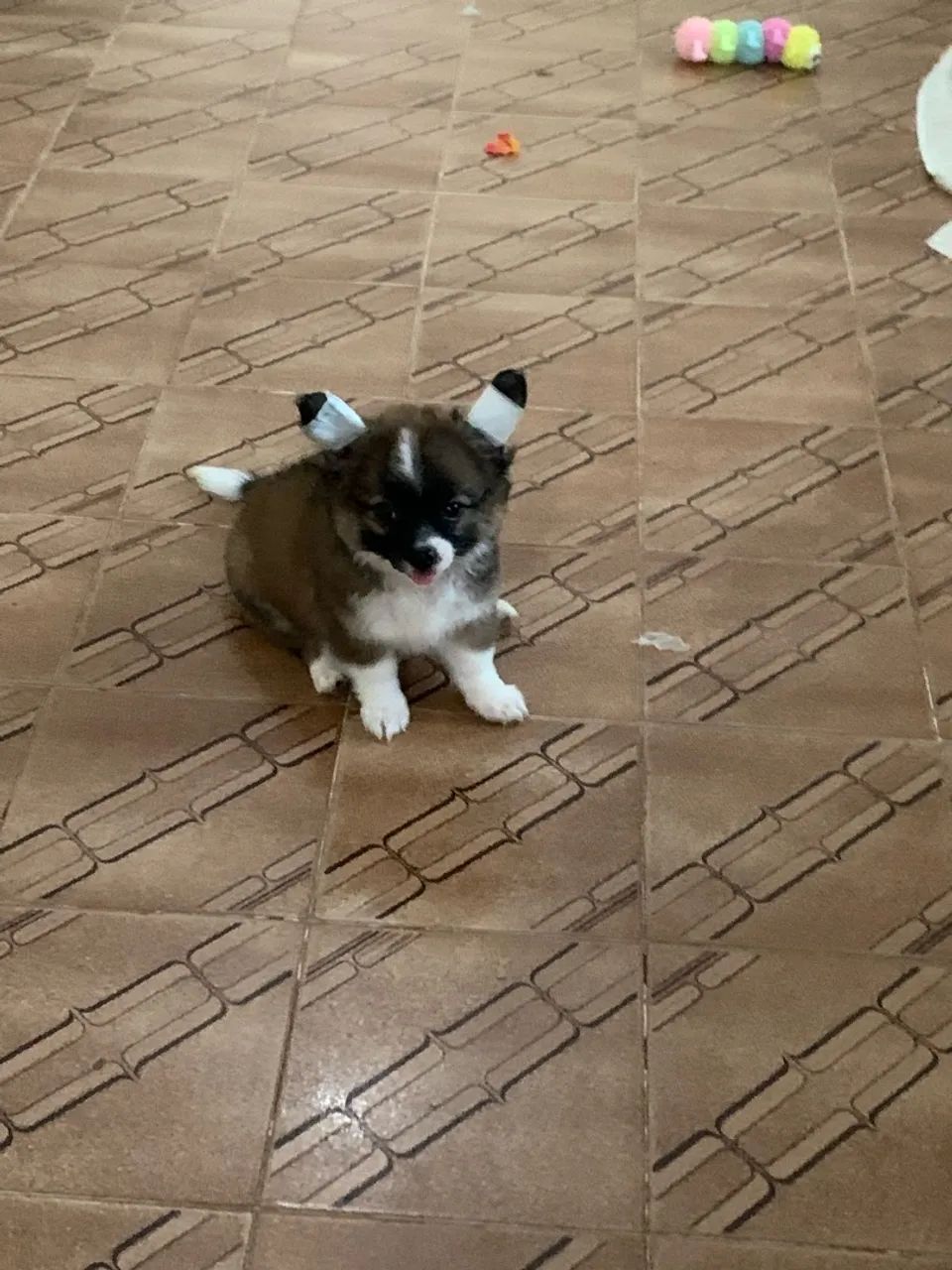 Chihuahua  - Foto 2