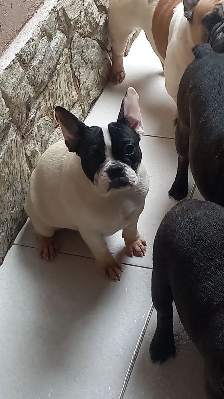 Buldogue frances 