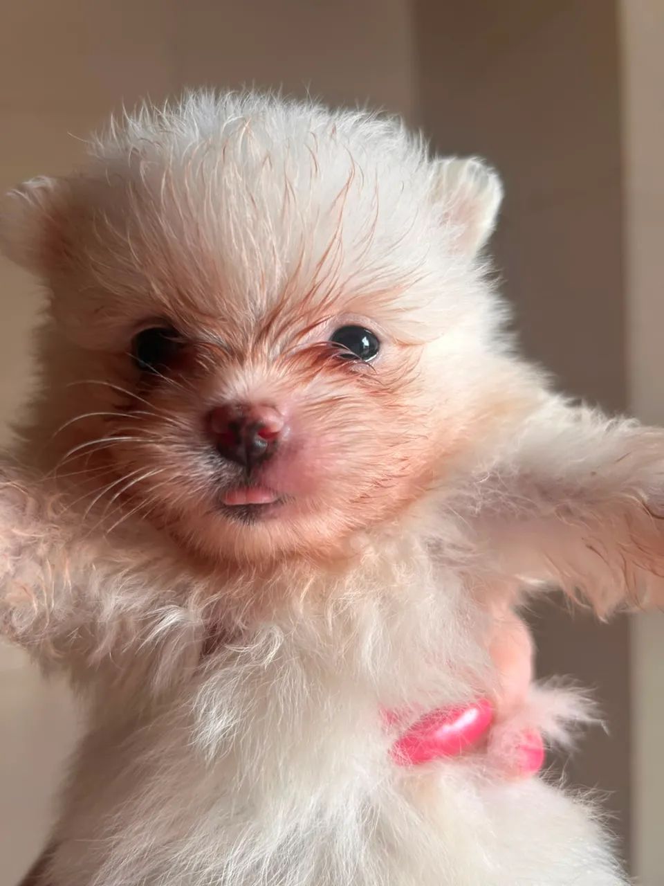 Lulu da pomerania 