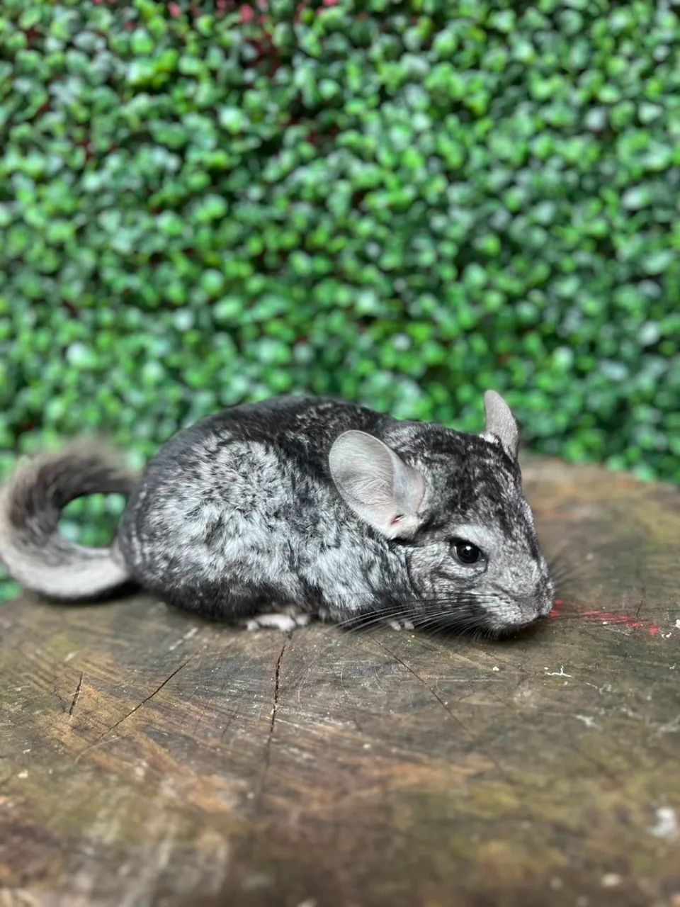 Chinchila  - Foto 2