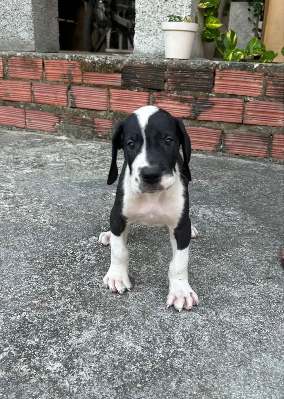 Dogue Alemão 