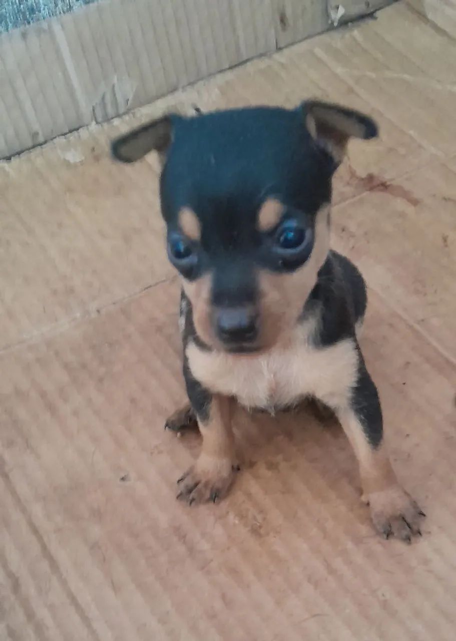 Cachorro pinscher  - Foto 4
