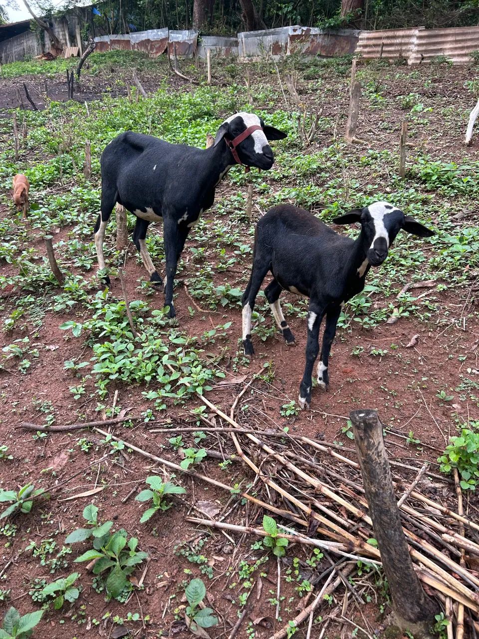 Vendo burrega santa Inês com filhote  - Foto 5