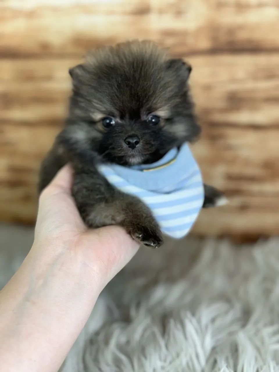 Spitz Alemão Macho  - Foto 3